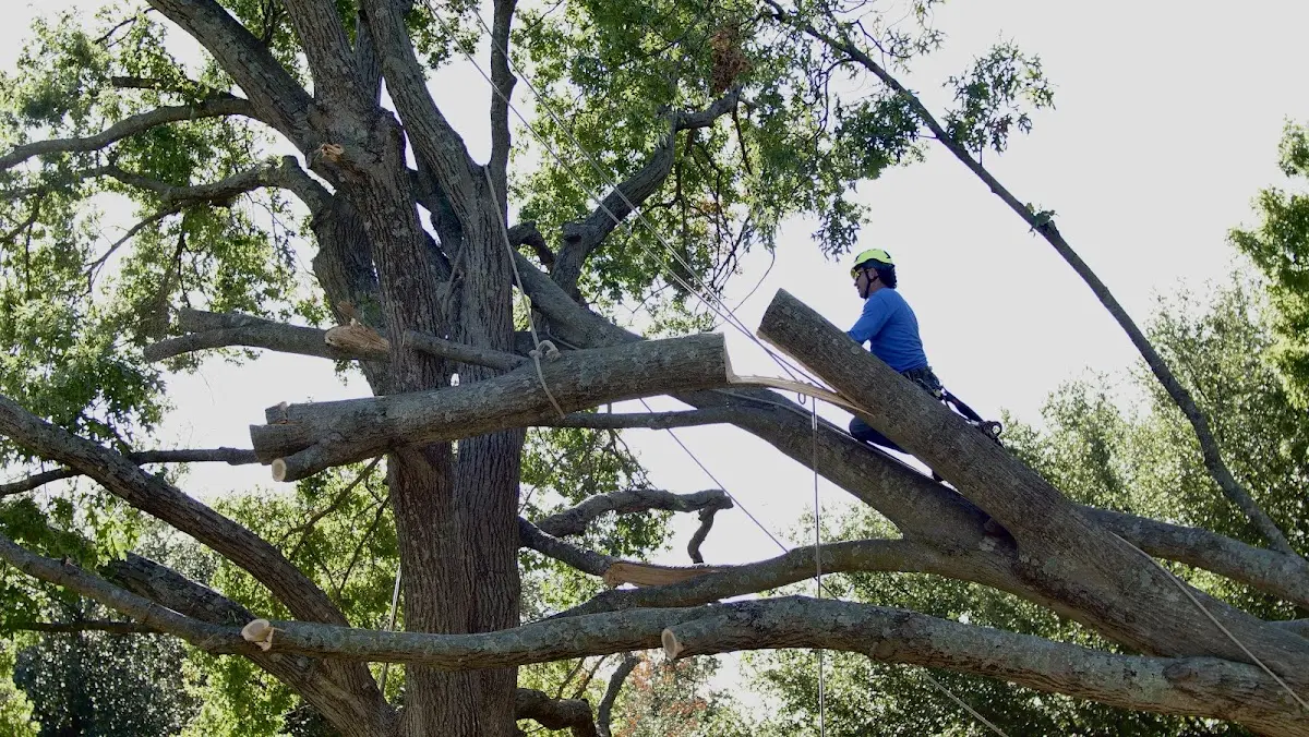 Professional Hazardous Tree Removal performed by certified arborists in Blakely